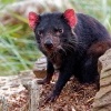 Dabel medvedovity - Sarcophilus harrisii - Tasmanian Devil o9576